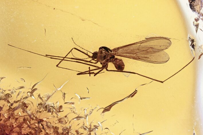 Detailed Fossil True Midge (Chironomidae) in Baltic Amber #352834